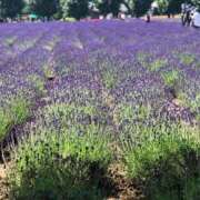 ヒメ日記 2025/07/06 04:32 投稿 みか SOAPLAND LOVE FACTORY