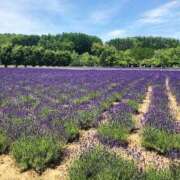 ヒメ日記 2026/04/29 03:07 投稿 みか SOAPLAND LOVE FACTORY