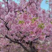 ヒメ日記 2025/03/12 17:22 投稿 ののか スピード京橋店