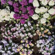 ヒメ日記 2025/03/28 09:42 投稿 ののか スピード京橋店