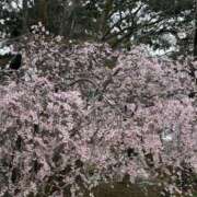 ヒメ日記 2025/04/03 16:42 投稿 ののか スピード京橋店