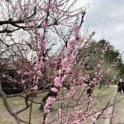 ヒメ日記 2025/04/17 16:42 投稿 ののか スピード京橋店