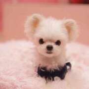 セレナ セレナ🇷🇺【31日17時～65分のみ】 ビギナーズ和歌山