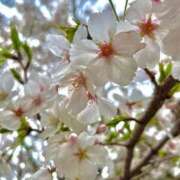 ヒメ日記 2025/04/04 16:55 投稿 さくら S級しろうと娘