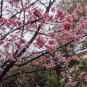 ヒメ日記 2025/03/08 20:43 投稿 きずな 横浜人妻ヒットパレード（シンデレラグループ）