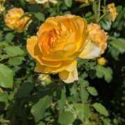 ヒメ日記 2025/05/23 10:59 投稿 きずな 横浜人妻ヒットパレード（シンデレラグループ）