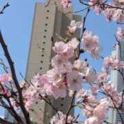 ヒメ日記 2026/03/30 08:25 投稿 きずな 横浜人妻ヒットパレード（シンデレラグループ）