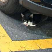 ヒメ日記 2026/03/30 12:12 投稿 さゆり 東京リップ 池袋店