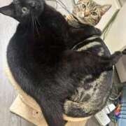 ヒメ日記 2026/04/05 09:07 投稿 さゆり 東京リップ 池袋店