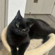 ヒメ日記 2026/04/06 07:19 投稿 さゆり 東京リップ 池袋店