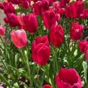 ヒメ日記 2025/05/12 17:42 投稿 白石優里(しらいしゆうり) 東京ヒストリー　秘密の約束