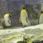 ヒメ日記 2025/12/04 21:24 投稿 ゆか スピード梅田店