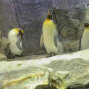 ヒメ日記 2026/01/19 19:44 投稿 ゆか スピード梅田店