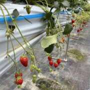 ゆか ゆか（スピード梅田店） スピード梅田店