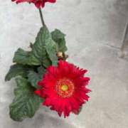 ヒメ日記 2025/08/08 17:43 投稿 菖（あやめ） 那珂川角海老