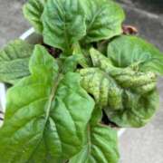 ヒメ日記 2025/09/21 07:33 投稿 菖（あやめ） 那珂川角海老