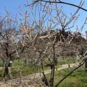 ヒメ日記 2026/03/25 10:43 投稿 菖（あやめ） 那珂川角海老