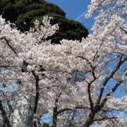 ヒメ日記 2026/04/05 16:33 投稿 菖（あやめ） 那珂川角海老