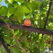 ヒメ日記 2026/08/05 05:43 投稿 菖（あやめ） 那珂川角海老