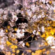 ヒメ日記 2025/04/10 18:01 投稿 ねねちゃん SA～Sanitatem Angelum～癒やしの天使