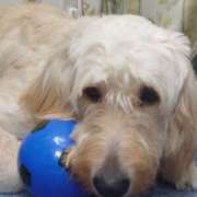 癒やしの天使 【死んだように！？】 SA～Sanitatem Angelum～癒やしの天使