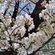 ヒメ日記 2025/04/09 13:31 投稿 七海さん SA～Sanitatem Angelum～癒やしの天使