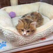 ヒメ日記 2025/01/28 22:21 投稿 ひより 池袋マリン本店