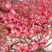 ヒメ日記 2025/03/26 08:54 投稿 彩音（あやね） Shiny