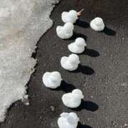 ヒメ日記 2025/03/10 08:47 投稿 えめ 黒い金魚（札幌）