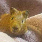 ヒメ日記 2025/01/18 18:41 投稿 きさら 黒い金魚（札幌）