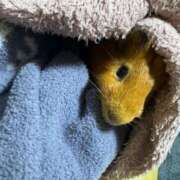 ヒメ日記 2025/01/29 17:07 投稿 きさら 黒い金魚（札幌）