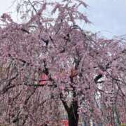 ヒメ日記 2025/03/27 18:09 投稿 まい 11チャンネル