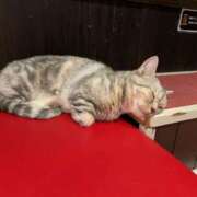 ヒメ日記 2024/12/09 18:23 投稿 おりえ 高級エステ セラピスト