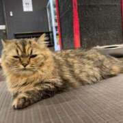 ヒメ日記 2025/06/03 21:53 投稿 おりえ 高級エステ セラピスト