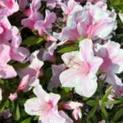 ヒメ日記 2026/04/16 17:03 投稿 おりえ 高級エステ セラピスト