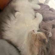 ヒメ日記 2025/10/30 22:04 投稿 WINK GINGIRA☆TOKYO～ギンギラ東京～