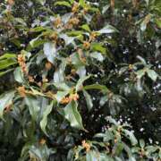 ヒメ日記 2025/10/18 14:57 投稿 なつめ 渋谷FLAMINGO