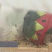 ヒメ日記 2025/08/12 22:26 投稿 るな☆即即高級サービス ROYAL CLUB姫