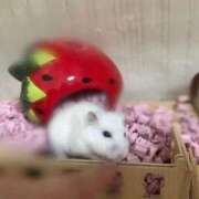 ヒメ日記 2026/03/12 12:26 投稿 るな☆即即高級サービス ROYAL CLUB姫