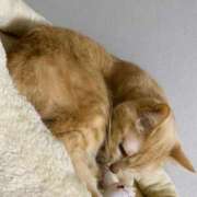 ヒメ日記 2025/01/08 19:01 投稿 あゆみ 桃李（とうり）