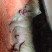 ヒメ日記 2025/02/08 18:44 投稿 あゆみ 桃李（とうり）