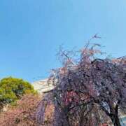 ヒメ日記 2025/03/25 18:12 投稿 あゆみ 桃李（とうり）