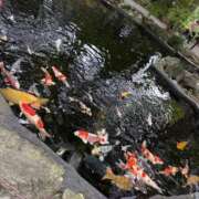 ヒメ日記 2025/10/22 18:49 投稿 あゆみ 桃李（とうり）