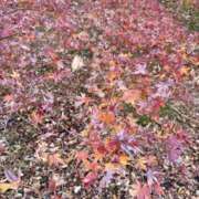 ヒメ日記 2024/12/19 13:11 投稿 きょうか 錦糸町ミセスアロマ（ユメオト）