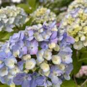 ヒメ日記 2025/06/16 11:58 投稿 きょうか 錦糸町ミセスアロマ（ユメオト）