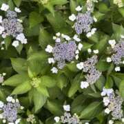 きょうか じっとり…☔️ 錦糸町ミセスアロマ（ユメオト）