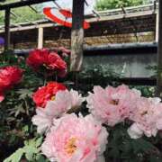 ヒメ日記 2026/04/30 13:31 投稿 きょうか 錦糸町ミセスアロマ（ユメオト）