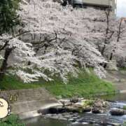 ヒメ日記 2025/04/10 08:50 投稿 今村みく セレブショップ新宿（東京ハレ系）