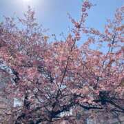 ヒメ日記 2025/03/25 11:49 投稿 ましろ 渋谷じゃっくす