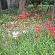 ましろ 彼岸花🤍 渋谷じゃっくす